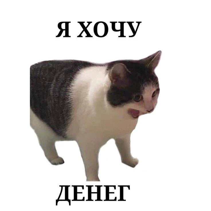 Кот Я ХОЧУ ДЕНЕГ